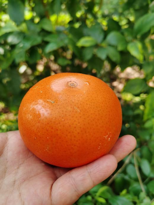 有机沃柑（净果重5斤/件） 商品图2