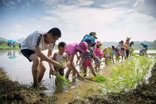 城市农耕 |城央湿地插秧季 商品图1