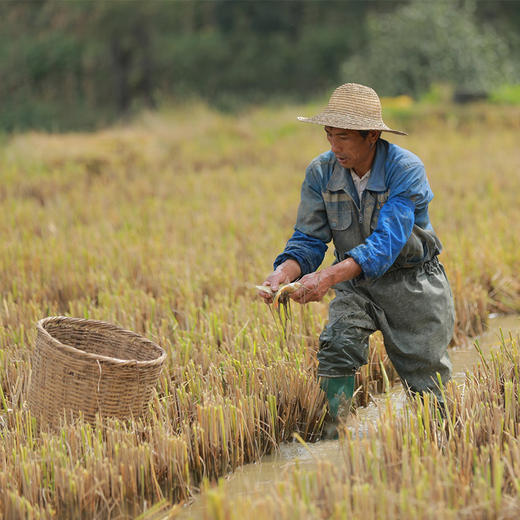 【老品种留胚红米】生长在云南元阳梯田 1300年的老米种 生态种植无污染 红米糙米3斤装 商品图7