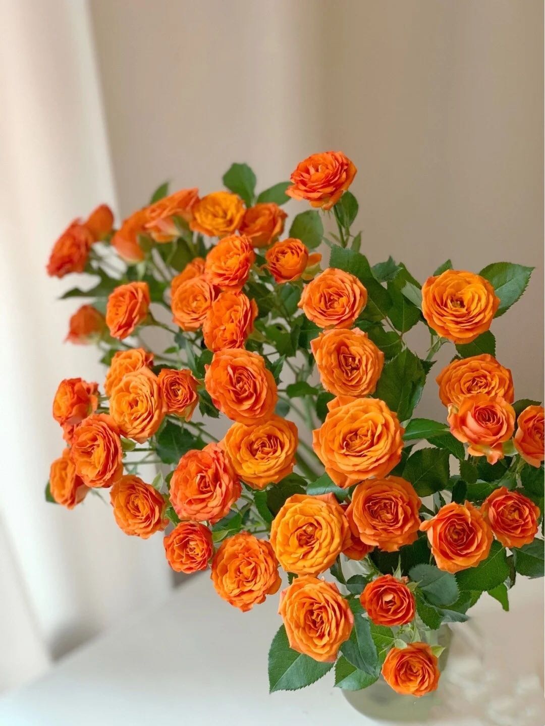 橙色多头玫瑰品种图片