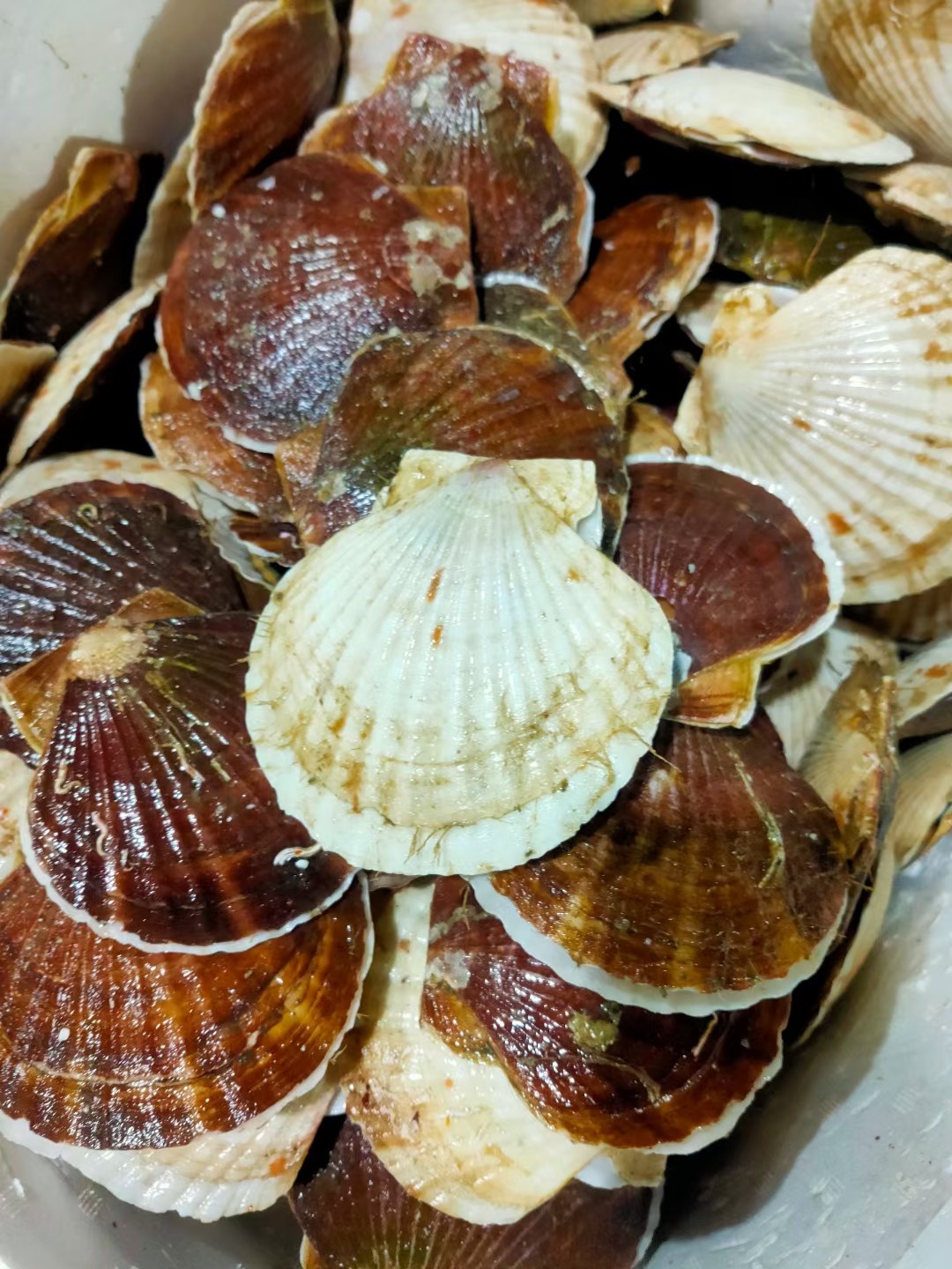 鲜活扇贝1斤/4一5个//