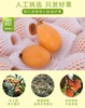 【建发物业臻选】（健康轻食）四川攀枝花米易甜枇杷 新鲜水果 大五星枇杷 3斤/5斤装 商品缩略图1