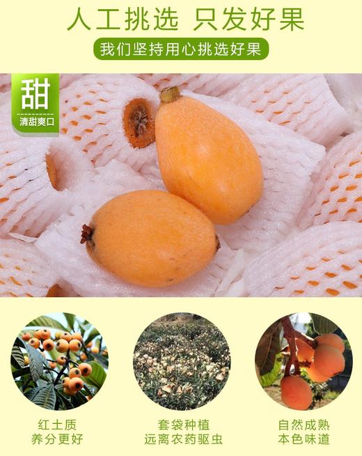 【建发物业臻选】（健康轻食）四川攀枝花米易甜枇杷 新鲜水果 大五星枇杷 3斤/5斤装 商品图1