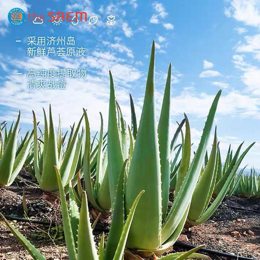 The Saem得鲜芦荟凝露300ml 99%高纯度 这价格 四舍五入等于白捡 商品图4