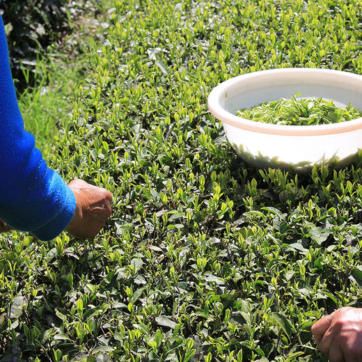 【恩施.硒茶】新茶上市，恩施当地茶叶明星“蔡老伯的茶”，清明谷雨前后采摘，茶色清澈，茶香扑鼻，入口回甘，韵味深长～ 商品图1