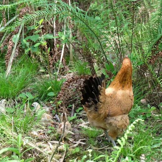 每周一团！【竹林散养土鸡蛋 】竹林散养刨刨鸡 蛋清浓稠 蛋黄密度结实 个头均匀 商品图2