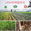 基地直发-中滋味怀姜茶，怀姜茶！ 商品缩略图2