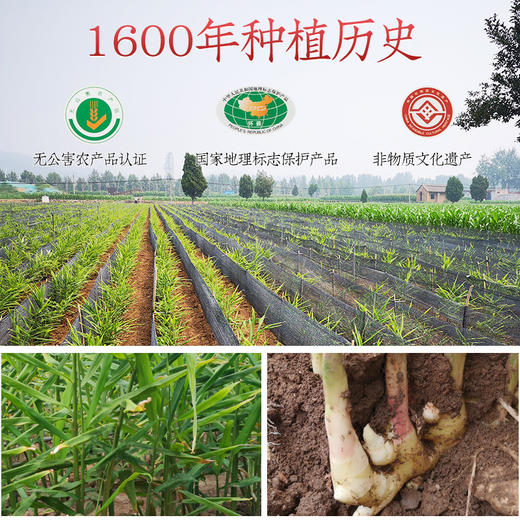 基地直发-中滋味怀姜茶，怀姜茶！ 商品图2