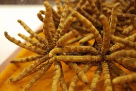 班长课堂074 | 当心喜欢用虫草的医生