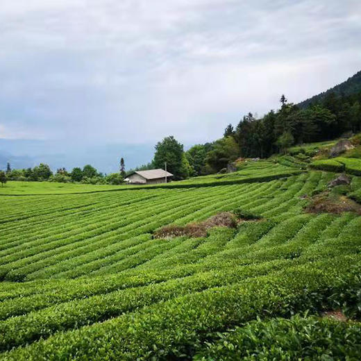 【恩施.硒茶】新茶上市，恩施当地茶叶明星“蔡老伯的茶”，清明谷雨前后采摘，茶色清澈，茶香扑鼻，入口回甘，韵味深长～ 商品图2