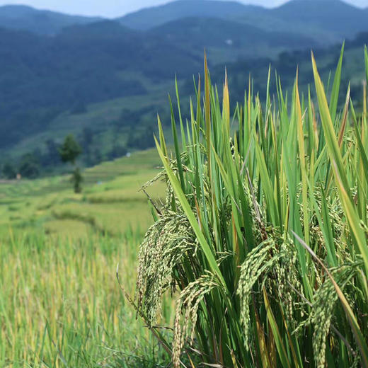 【老品种留胚红米】生长在云南元阳梯田 1300年的老米种 生态种植无污染 红米糙米3斤装 商品图8