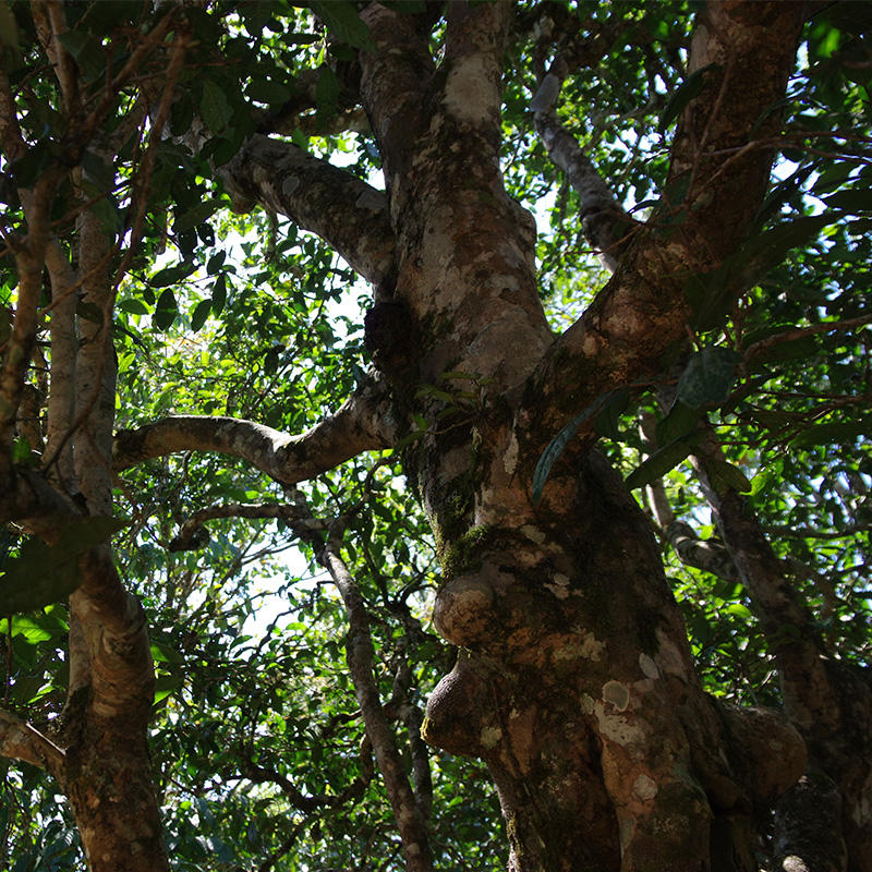 【社群招募】2021茶王地古树滑竹梁子古树纯料头春200g/盒——第三期