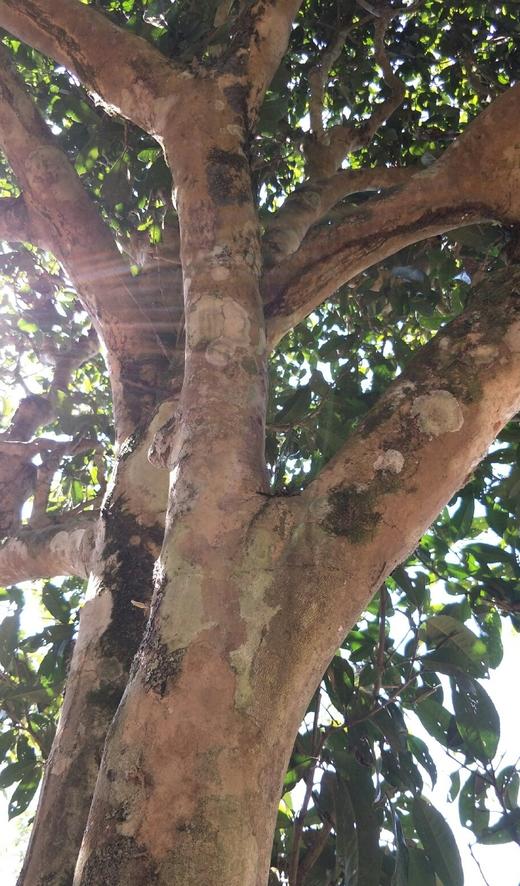 特有千金香~【坝卡囡】班章五寨里的甜蜜性感小情人！ 商品图14