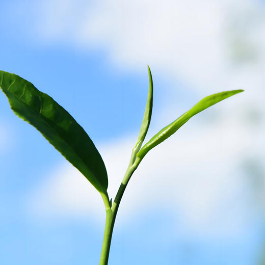 【恩施.硒茶】新茶上市，恩施当地茶叶明星“蔡老伯的茶”，清明谷雨前后采摘，茶色清澈，茶香扑鼻，入口回甘，韵味深长～ 商品图5