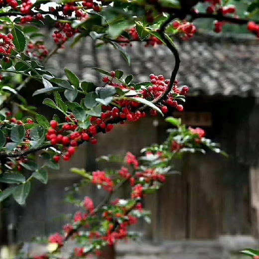 【汉源贡椒 青花椒&红花椒】国家地理标志产品 自然生长零农残无污染 干货方便存储 商品图12