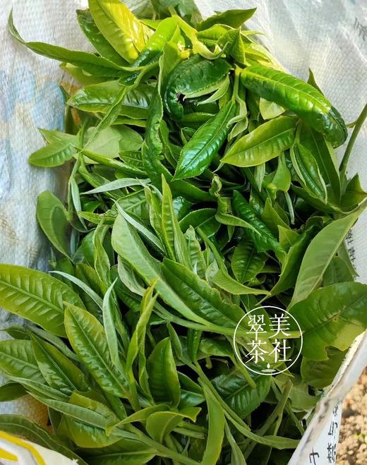 特有千金香~【坝卡囡】班章五寨里的甜蜜性感小情人！ 商品图11