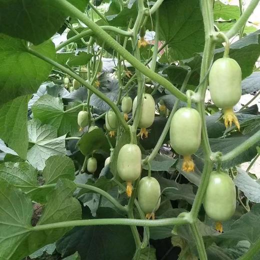 周三取货：【玉女黄瓜】一份2斤左右，小巧可爱，口感松脆爽口！ 商品图4