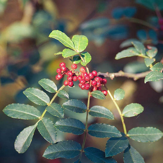 【汉源贡椒 青花椒&红花椒】国家地理标志产品 自然生长零农残无污染 干货方便存储 商品图8
