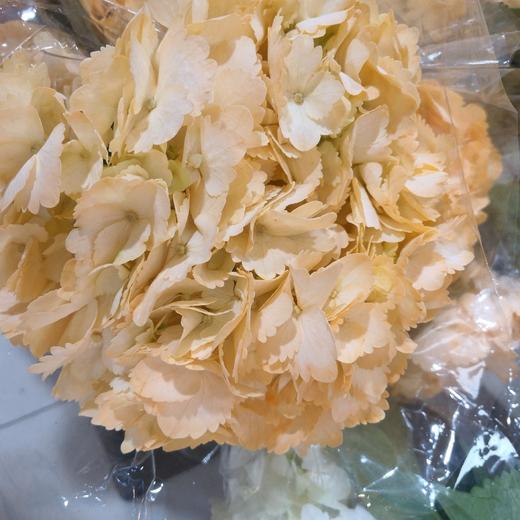 进口花-绣球-橘色-1支 商品图0