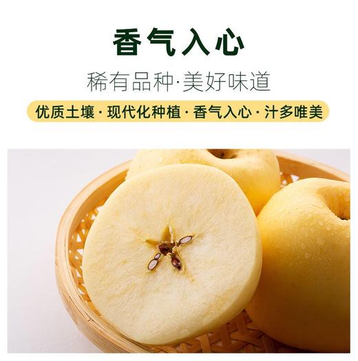【建发物业臻选】维纳斯黄金苹果 4.5斤， 香气独特 出口级新鲜时令水果，精选果 ，10-12个 商品图1