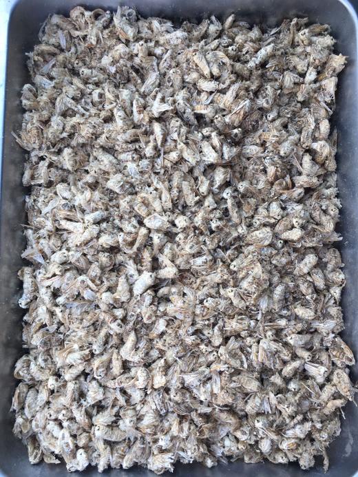 雄蚕蛾 商品图0