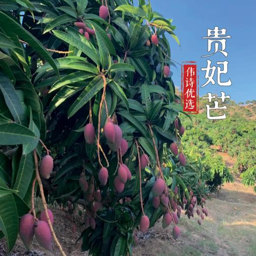 【伟诗优选】树上熟贵妃芒果 商品图7