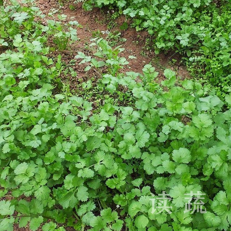 情圆香菜 （500g）|情圆自产|叶嫩菜香