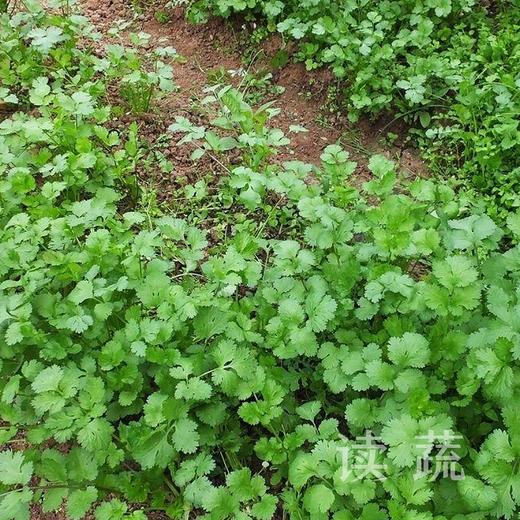 情圆香菜 （500g）|情圆自产|叶嫩菜香 商品图0