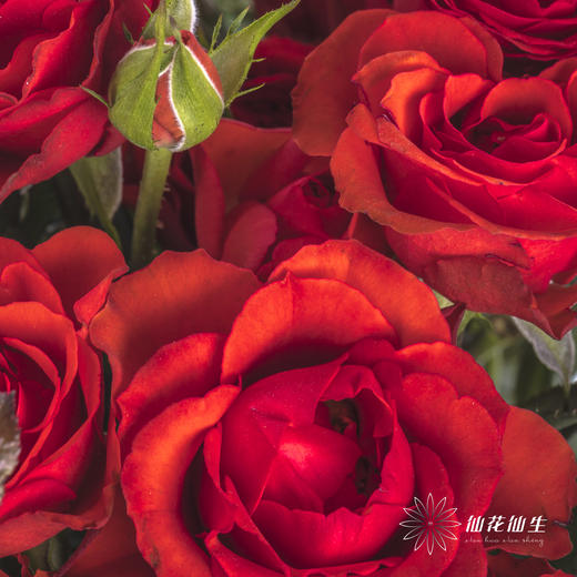 多头玫瑰 | 霓虹泡泡 商品图8