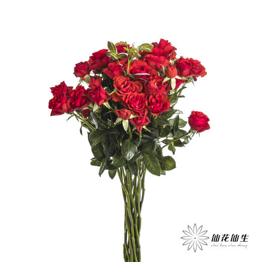 多头玫瑰 | 霓虹泡泡 商品图4