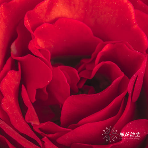 多头玫瑰 | 霓虹泡泡 商品图3