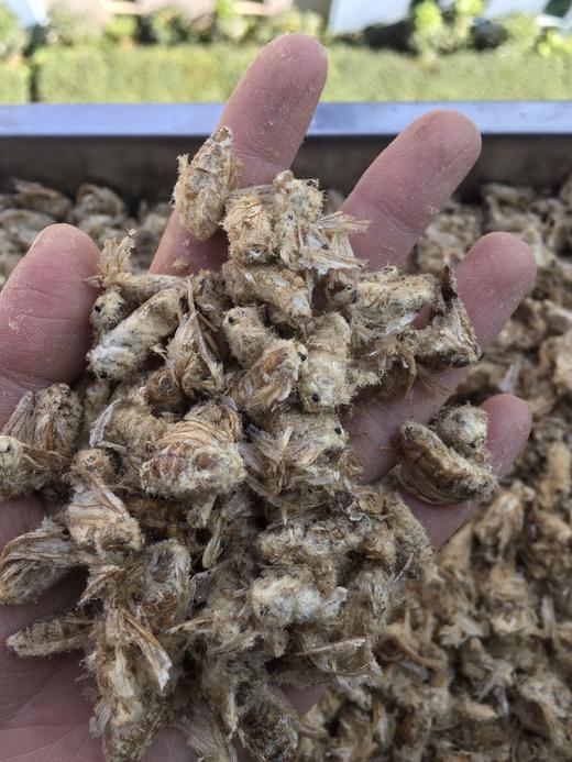 雄蚕蛾 商品图3