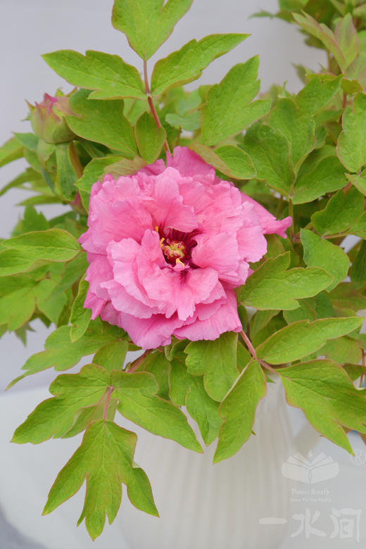 花开富贵~重瓣牡丹 10支/扎