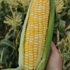 爆浆 ! 甜 ! 海南水果玉米6根/约2770g 商品缩略图1