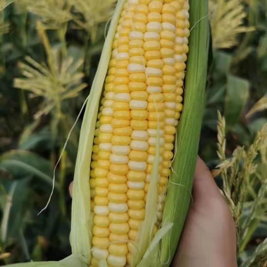 爆浆 ! 甜 ! 海南水果玉米6根/约2770g 商品图1