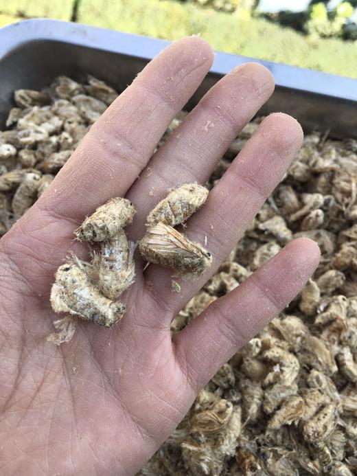 雄蚕蛾 商品图4