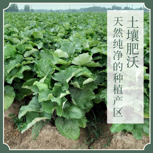 冷辣熬夜 不再上火 · 黄金牛蒡茶 商品图1