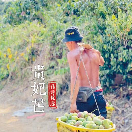 【伟诗优选】树上熟贵妃芒果 商品图8