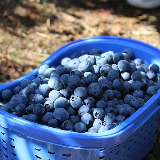 【现货顺丰包邮】 云南高原新鲜露天蓝莓 现摘现发1斤装 个大饱满