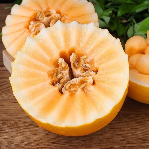 黄河蜜瓜新鲜水果当季现摘甜瓜 商品图2