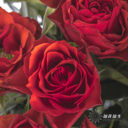 多头玫瑰 | 霓虹泡泡 商品图2