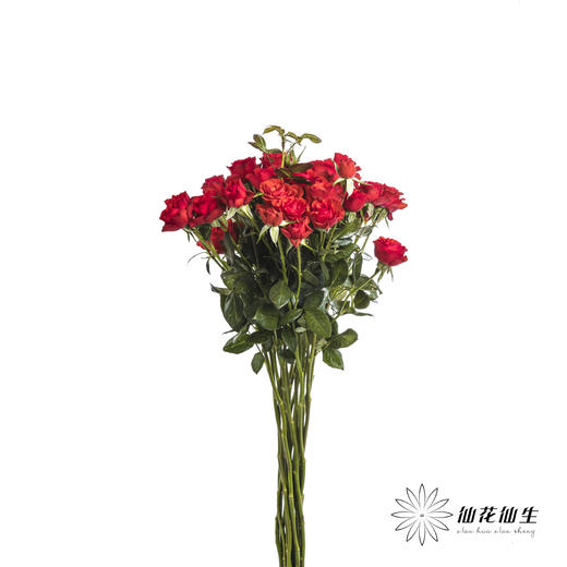 多头玫瑰 | 霓虹泡泡 商品图5