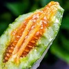 羊角蜜甜瓜水果新鲜5斤净重4.5斤整箱包邮 商品缩略图3