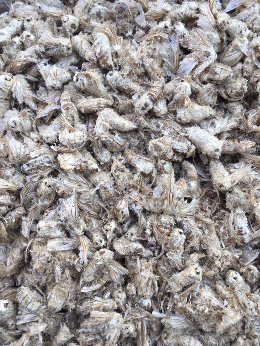 雄蚕蛾 商品图1