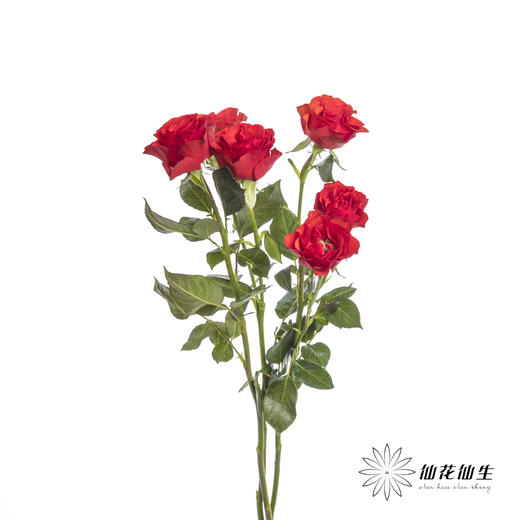 多头玫瑰 | 霓虹泡泡 商品图6