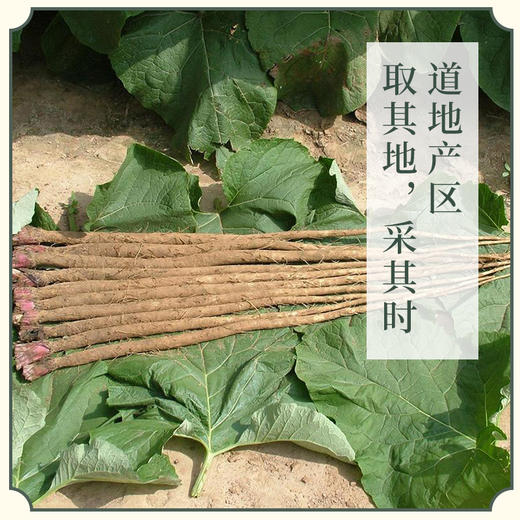 冷辣熬夜 不再上火 · 黄金牛蒡茶 商品图3