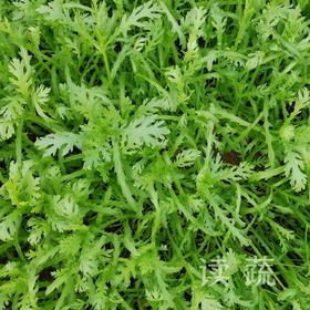 茼蒿 (500g)|叶片肥厚|茎秆脆嫩