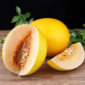 黄河蜜瓜新鲜水果当季现摘甜瓜