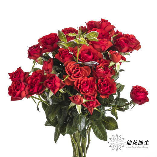 多头玫瑰 | 霓虹泡泡 商品图0