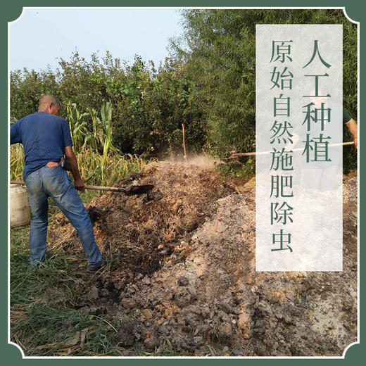 冷辣熬夜 不再上火 · 黄金牛蒡茶 商品图2